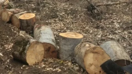 Վանաձորի «Բուսաբանական այգու» պահակը ապօրինաբար ծառեր է հատել