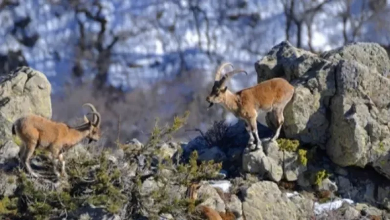 Եղեգիսում սպանվել է Կարմիր գրքում գրանցված բեզոարյան այծի մեկ առանձնյակ