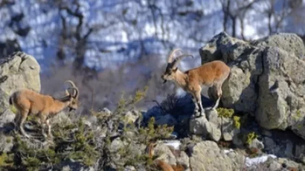 Եղեգիսում սպանվել է Կարմիր գրքում գրանցված բեզոարյան այծի մեկ առանձնյակ