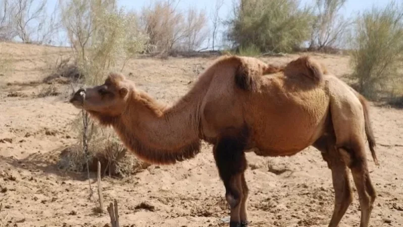 Երևանի կենդանաբանական այգում կրկին կենդանիներ են անկել