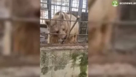 Ահազանգ՝ հյուրանոցային համալիրի տարածքում կարմիրգրքյան գորշ արջի՝ անազատության մեջ պահման վերաբերյալ