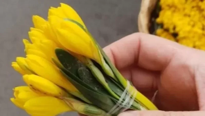 Կարմիր գրքում գրանցված ծաղկի վերացող տեսակը Երևանի փողոցներում վաճառվում է 250-300 դրամով