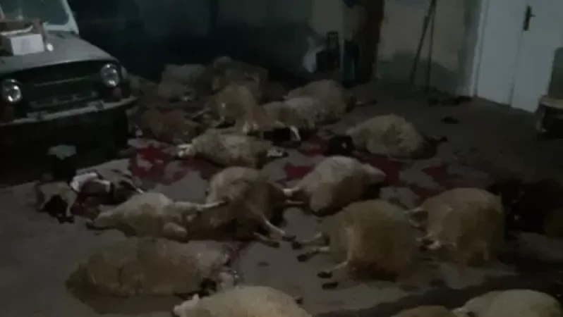 Արդեն 50 հատ սատկել է, ու դեռ չգիտեմ, երևի մի 50-100 հատ էլ կսատկի. Վաղաշենում թունավորման հետևանքով ոչխարներ են սատկել. ArmDaily.am