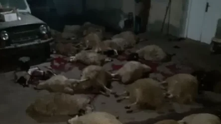 Արդեն 50 հատ սատկել է, ու դեռ չգիտեմ, երևի մի 50-100 հատ էլ կսատկի. Վաղաշենում թունավորման հետևանքով ոչխարներ են սատկել. ArmDaily.am