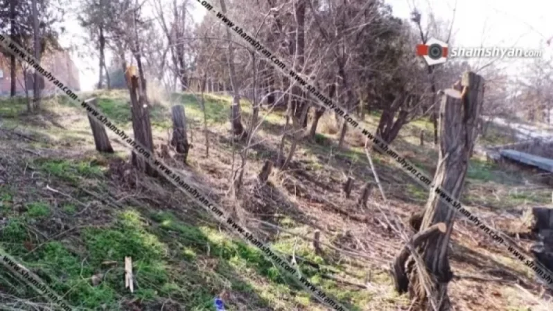 «Էրեբունի» թանգարանում իրականացվել է ծառերի համատարած սպանդ, տարածքն էլ օգագործվում է որպես զուգարան.  SHAMSHYAN