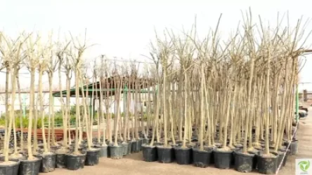 ՏԵՍԱՆՅՈՒԹ. Երևանի քաղաքապետարանը` ծառահատումների մասին