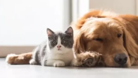 ՏԵՍԱՆՅՈՒԹ․ Նոյեմբերի 1-ից շուն և կատու պահող քաղաքացիները պետք է պարտադիր հաշվառեն կենդանիներին