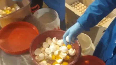 Ոչնչացվել է 54 000 ժամկետանց ձու