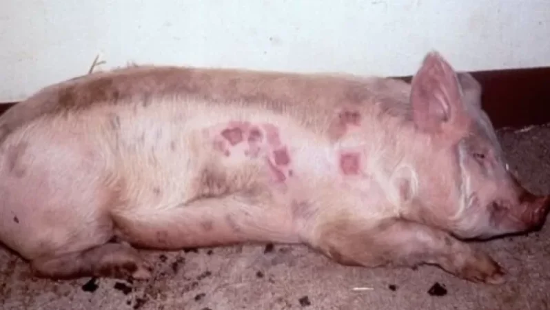 Հայտնի է Հայաստանում մեծ թվով խոզերի անկման պատճառը