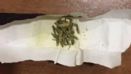 «Դատապարտյալների հիվանդանոց»-ից տեղափոխված անձի խուզարկությամբ հայտնաբերվել է մարիխուանա