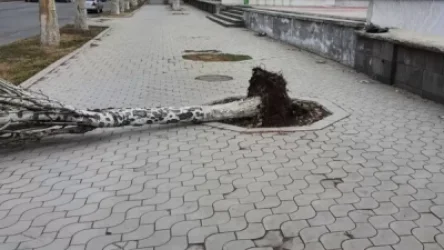 Քամու հետևանքով Երևանում ծառեր են տապալվել
