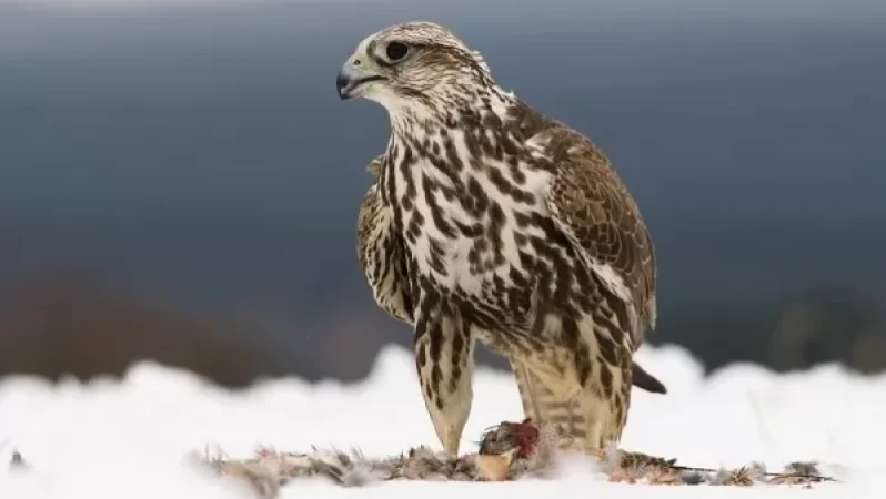 Բնապահպանության և ընդերքի տեսչական մարմինը հորդորում է պահպանել բուսական աշխարհը