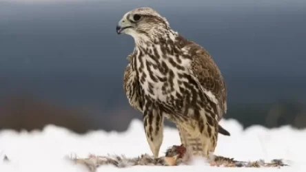 Բնապահպանության և ընդերքի տեսչական մարմինը հորդորում է պահպանել բուսական աշխարհը