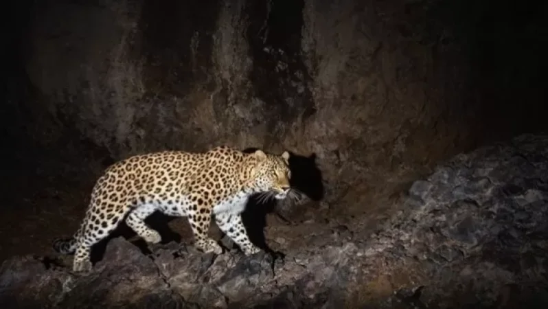 Առաջին անգամ Հայաստանում վայրի կենդանիներին նկարահանել են թվային #SLR ֆոտոխցիկներով