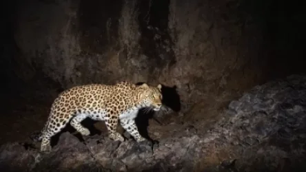 Առաջին անգամ Հայաստանում վայրի կենդանիներին նկարահանել են թվային #SLR ֆոտոխցիկներով