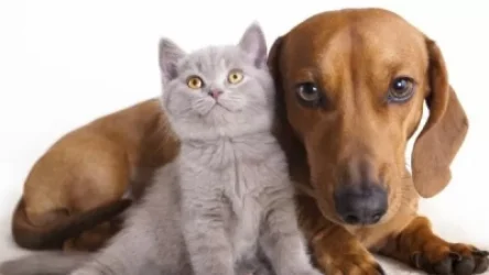 Ընտանի կենդանիներն էլ կարող են փոխանցել նոր կորոնավիրուսը․ ԱՀԿ