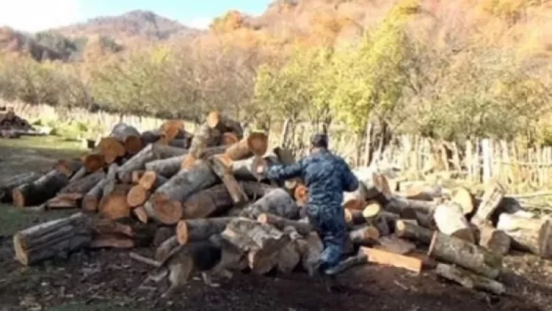 Ապօրինի անտառահատումների դեպքերով դատապարտվածներ կան