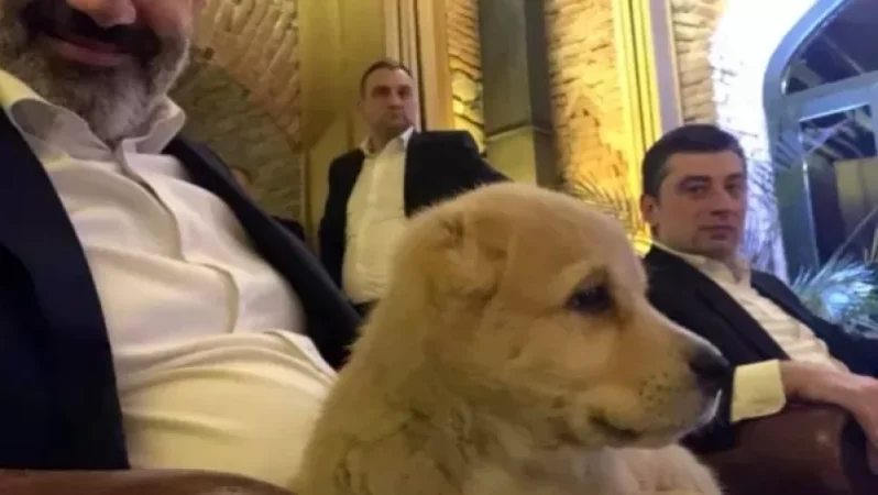 Փաշինյանը լուսանկար է հրապարակել Բոնբորի և Մոլլիի առաջին հանդիպումից