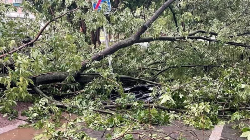 Ծառը կոտրվել և ընկել է քաղաքացու վրա․ նա հոսպիտալացվել է