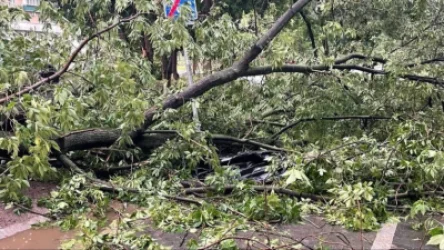 Ծառը կոտրվել և ընկել է քաղաքացու վրա․ նա հոսպիտալացվել է