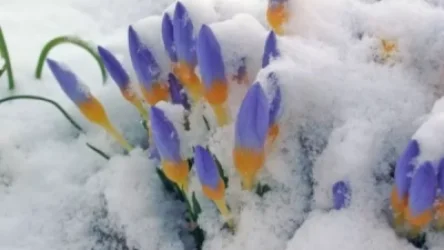 Ինչ եղանակ է սպասվում ձմռան վերջին օրերին