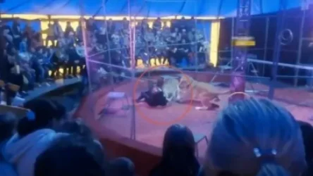 ՏԵՍԱՆՅՈՒԹ․ Ռուսաստանում կրկեսային ներկայացման ժամանակ առյուծը հարձակվել է վարժեցնողի վրա