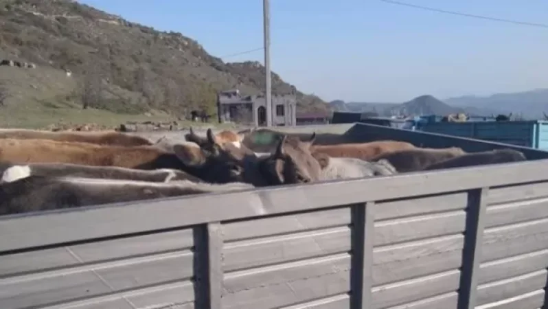 Were the New Governor of Syunik's Squad Members Involved in Stealing Livestock from a Kashatagh Resident?