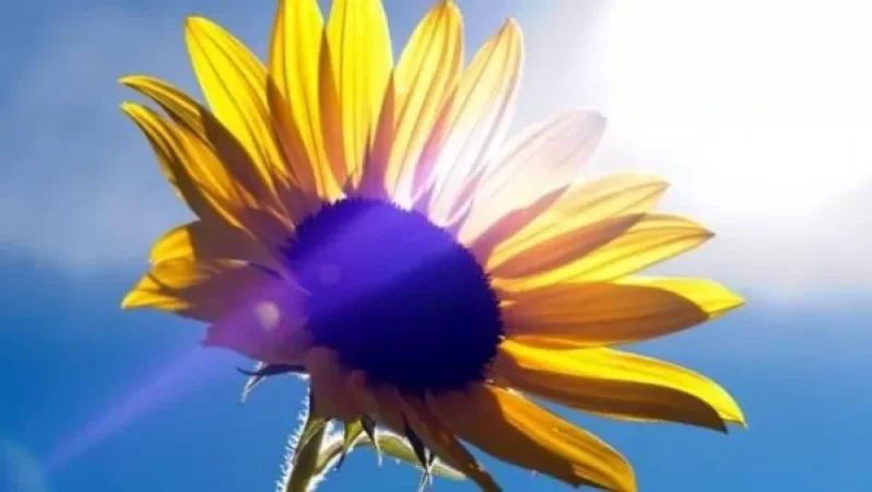 Այսօրվանից հանրապետության տարածքում ջերմաստիճանը կբարձրանա 3-5 աստիճանով