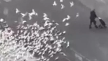 ՏԵՍԱՆՅՈՒԹ․ Իսպանիայում զբոսաշրջիկների կողմից կերակրվող թռչունները քաղցած են մնացել