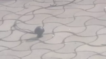 ՏԵՍԱՆՅՈՒԹ.  ԱԺ տարածքում ինչու են պուսկացով լուսաձայնային նռնակներ տեղադրել