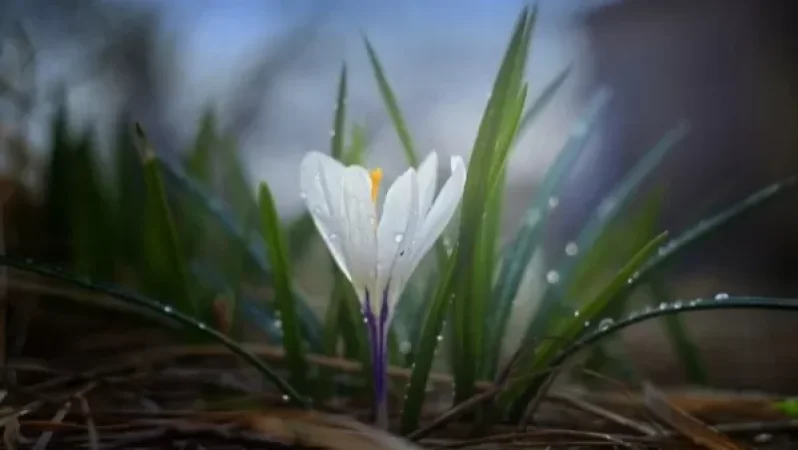 Օդի ջերմաստիճանը մե՛կ կբարձրանա, մե՛կ կիջնի. մարտն իր դերի մեջ է. ինչ եղանակ է սպասվում