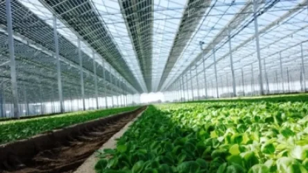 Ջերմոցատերերը դժգոհում են. թանկացել են թունաքիմիկատները և պարարտանյութը. «Ժողովուրդ»