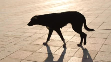 Մանկապարտեզի ճանապարհին շունը հարձակվել է 6-ամյա աղջկա վրա. նրան արյունոտված տուն են հասցրել, ապա հիվանդանոց