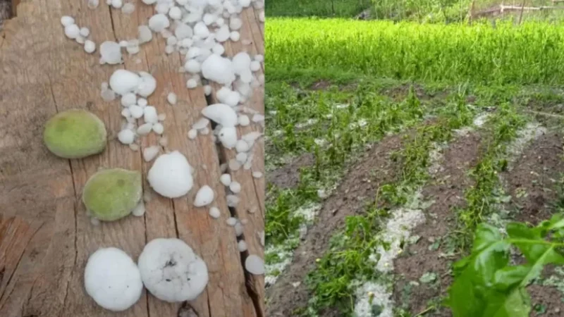 PHOTOS: Hail Protection Stations Either Absent or Ineffective in Preventing Disaster, Says Haik Melkonyan