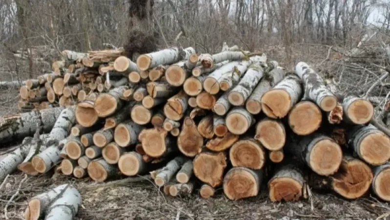 Ոստիկանության պաշտոնյաները կոծկել են ապօրինի ծառահատման դեպքը. հարուցվել է քրգործ