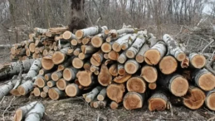 Ոստիկանության պաշտոնյաները կոծկել են ապօրինի ծառահատման դեպքը. հարուցվել է քրգործ