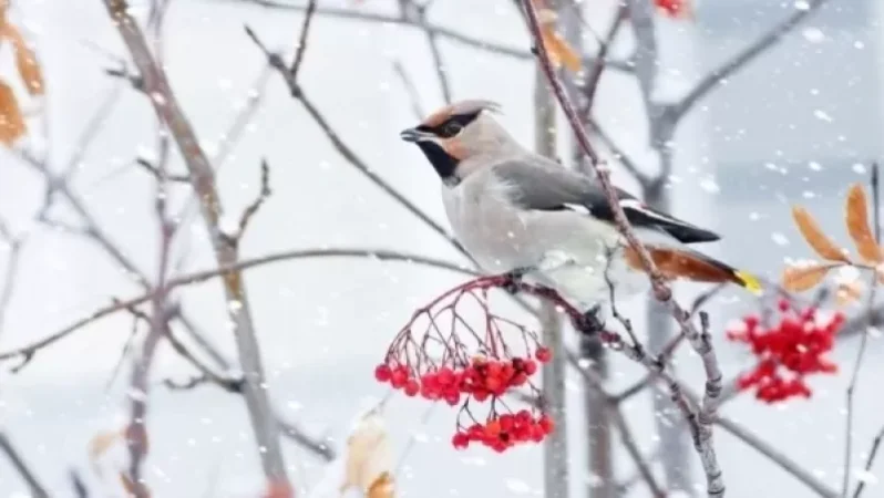 Հանրապետության ողջ տարածքում սպասվում է ձյուն