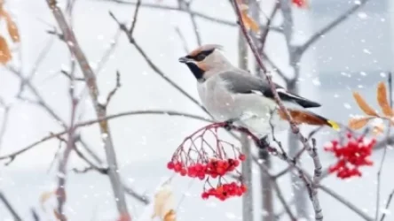 Հանրապետության ողջ տարածքում սպասվում է ձյուն