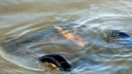 Ավտոմեքենան ընկել է ջրանցքը. կա երկու զոհ