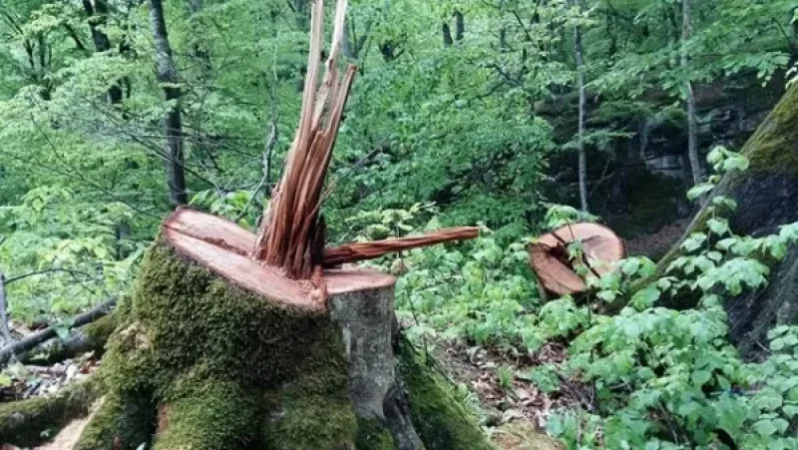 Անտառապահին մեղադրանք է առաջադրվել՝ կաշառք ստանալու համար