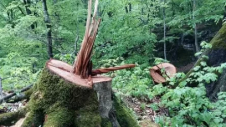 Անտառապահին մեղադրանք է առաջադրվել՝ կաշառք ստանալու համար