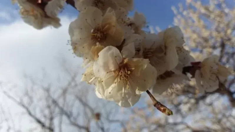 Օդի ջերմաստիճանը կնվազի 5-7 աստիճանով. եղանակը Հայաստանում