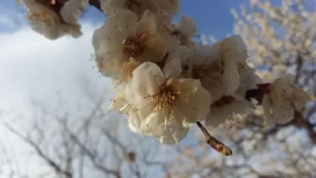 Օդի ջերմաստիճանը կնվազի 5-7 աստիճանով. եղանակը Հայաստանում