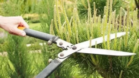 Դիլիջանի «արու» քաղաքապետի հրամանով էտվում են ասեղնատերև եղևնիներ, որոնց էտումն արգելված է. «Բնապահպանի տուն» ՀԿ