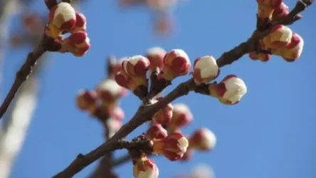 Օդի ջերմաստիճանը կբարձրանա, ապա կիջնի. եղանակի տեսություն