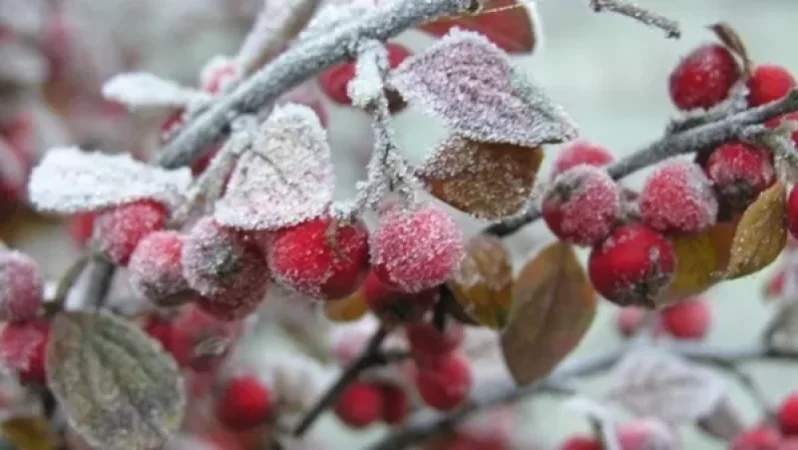 Ցրտահարության ռիսկերը մի փոքր ավելի մեծ են, բայց դա չի նշանակում, որ Հայաստանում ցրտահարություն կլինի. Սուրենյան