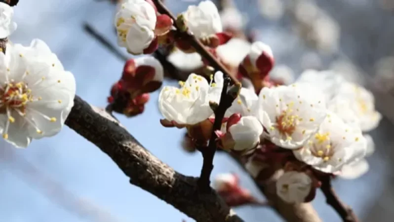 Մարտի 28-29-ին սպասվում է ցրտահարություն. մասնագետների հորդորը գյուղատնտեսներին