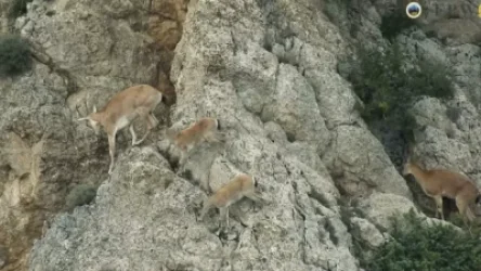 ՏԵՍԱՆՅՈՒԹ. Կովկասյան կենսաբազմազանության ապաստարանում տեսախցիկը եղնիկների ընտանիք է ֆիքսել