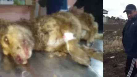 ԼՈՒՍԱՆԿԱՐ. Շանը տանջած ու մեքենայի հետևից քարշ տված սուբյեկտը բերման է ենթարկվել