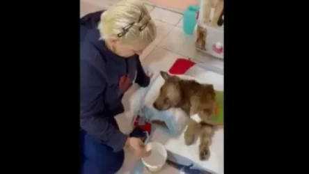 ՏԵՍԱՆՅՈՒԹ. Գիտակցությունը մի քիչ տեղն է եկել, ջուր է խմել. «Դինգո թիմ»